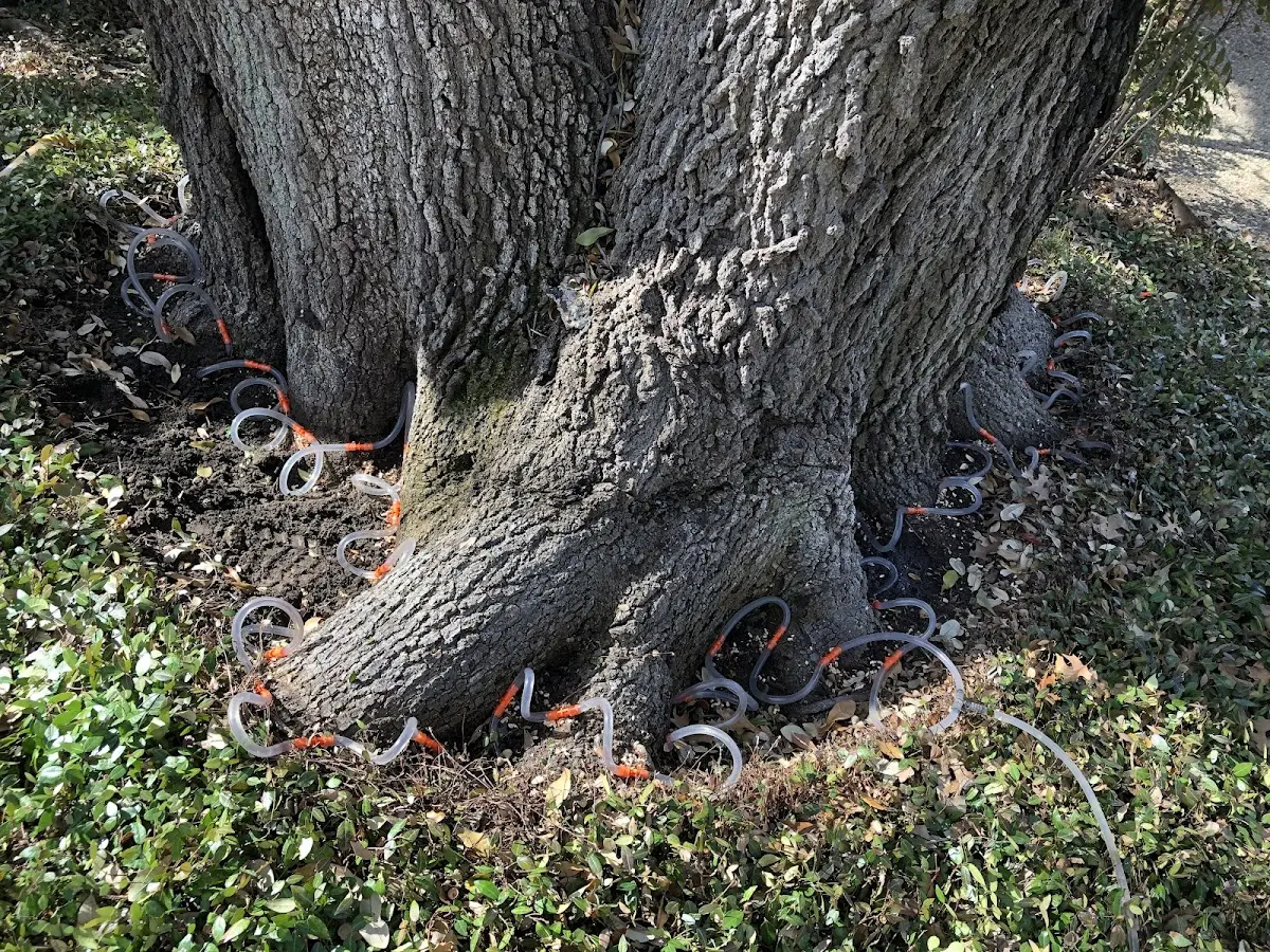 Detailed Tree Cabling and Bracing job site in Dermott