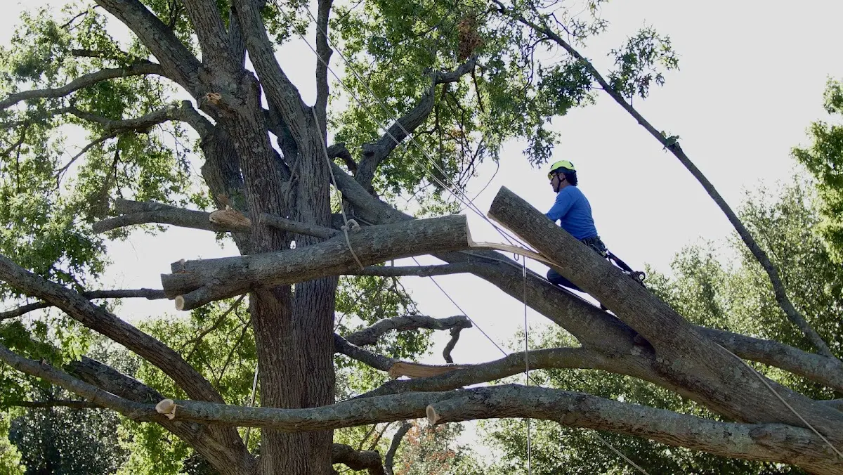 Professional Crown Thinning performed by certified arborists in Dermott
