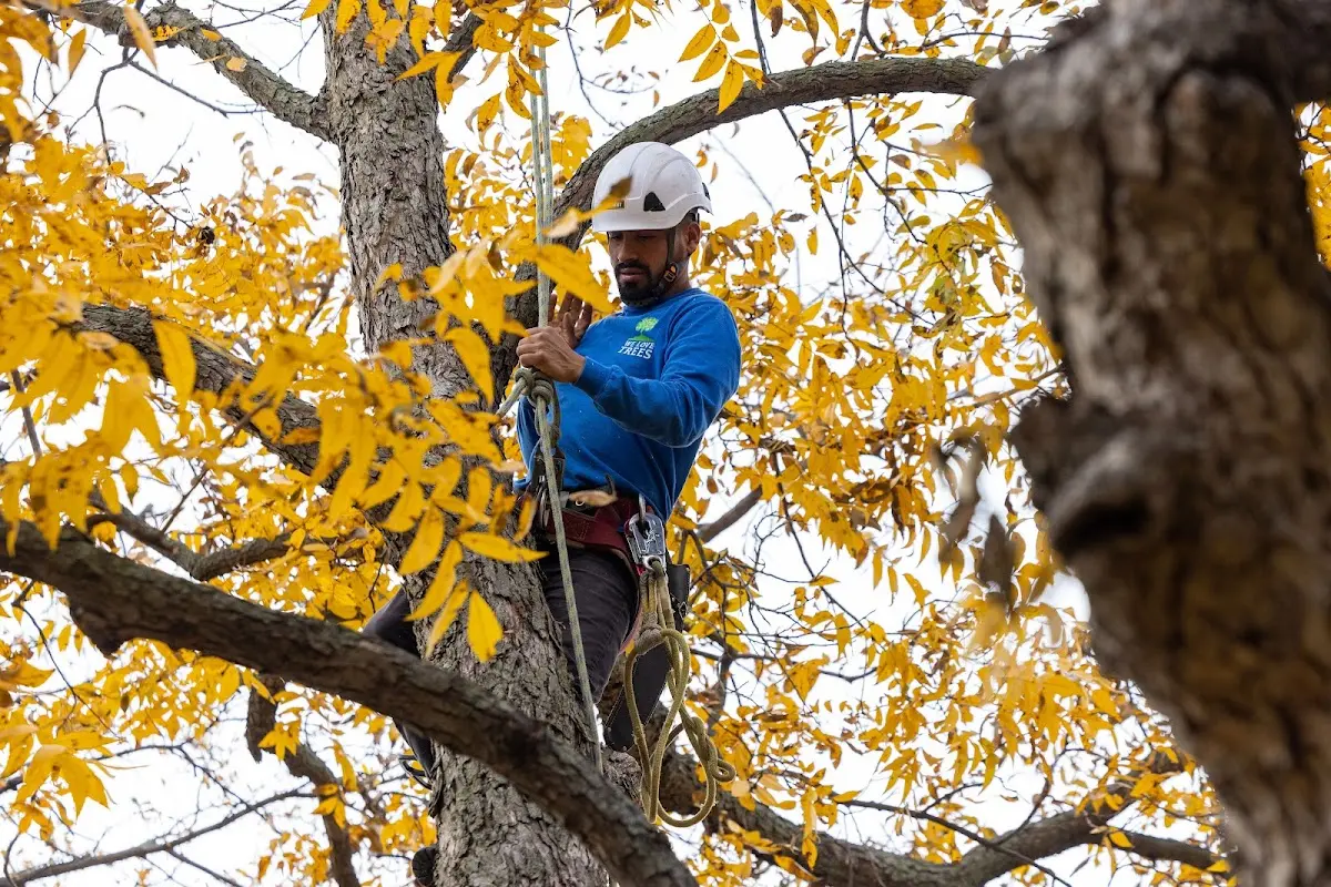 Skilled Tree Pruning crew working in Dermott