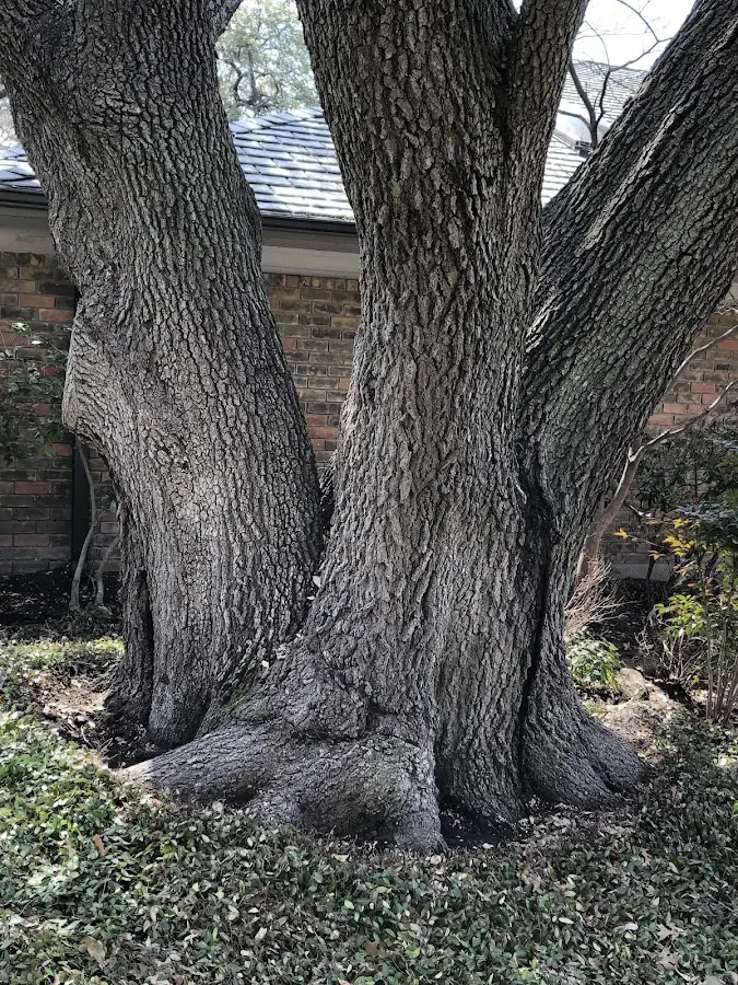 Mature heritage tree close to a Dermott property cared for by certified arborists